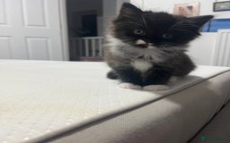 Ragdoll cats for sale: female Ragdoll Cross - Image 2