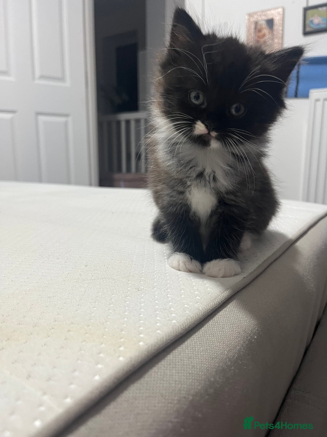 Ragdoll cats for sale: female Ragdoll Cross - Image 2