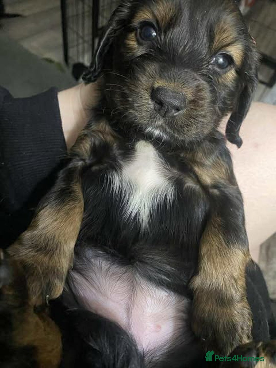 Sprocker dogs for sale: Beautiful Sprocker Puppies Ready 30th December - Advert 24