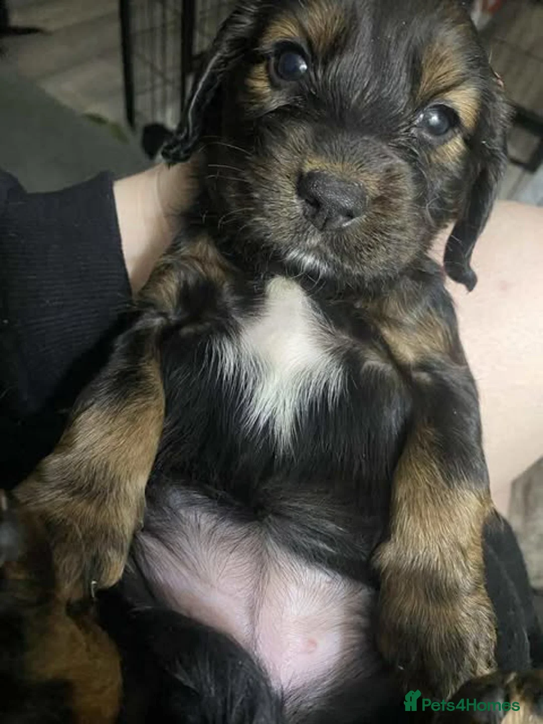 Sprocker dogs for sale: Beautiful Sprocker Puppies Ready 30th December - Advert 8