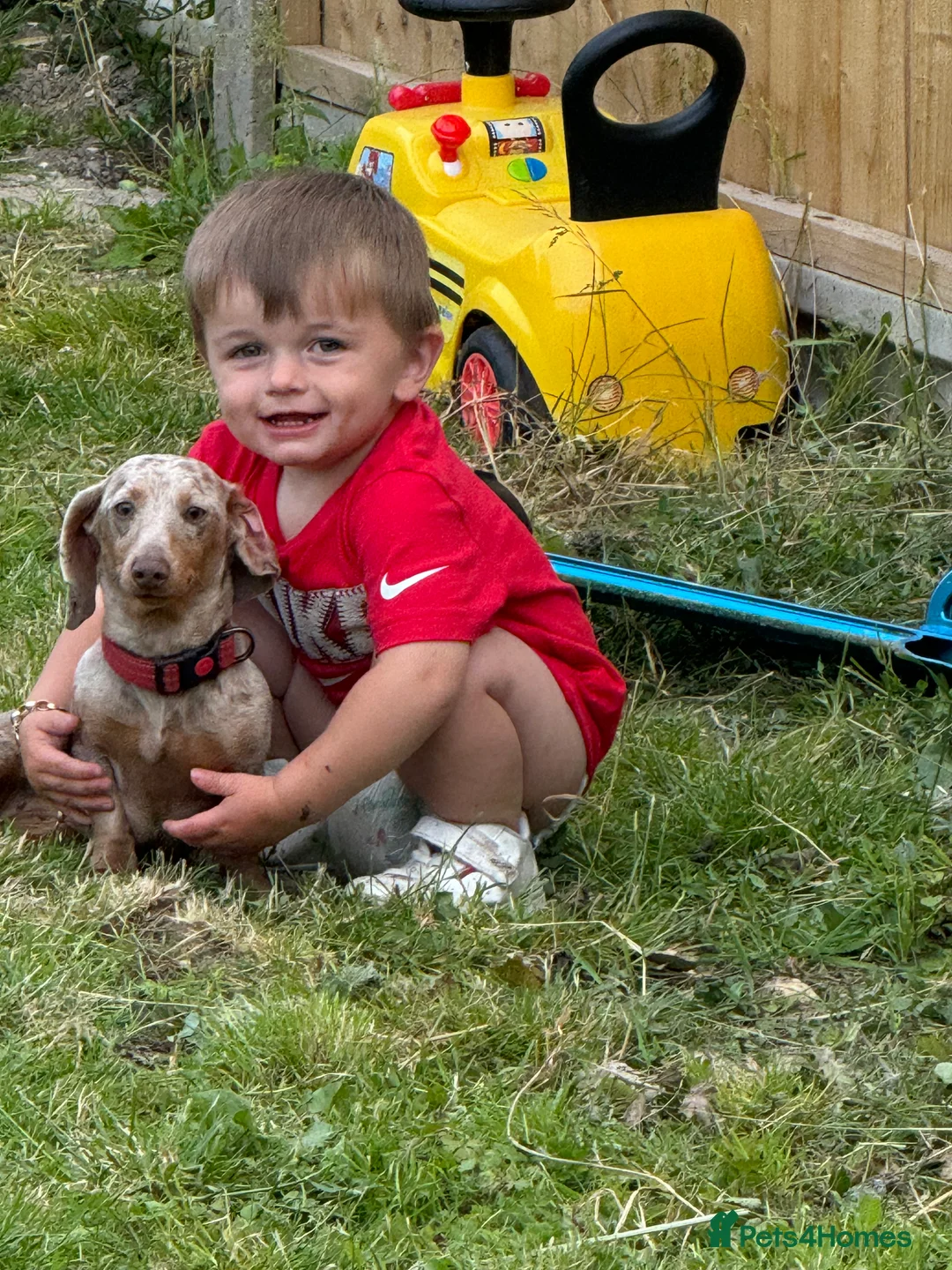 Miniature Dachshund dogs for sale: Isabella silver dapple miniature Daschound puppy’s - Advert 9