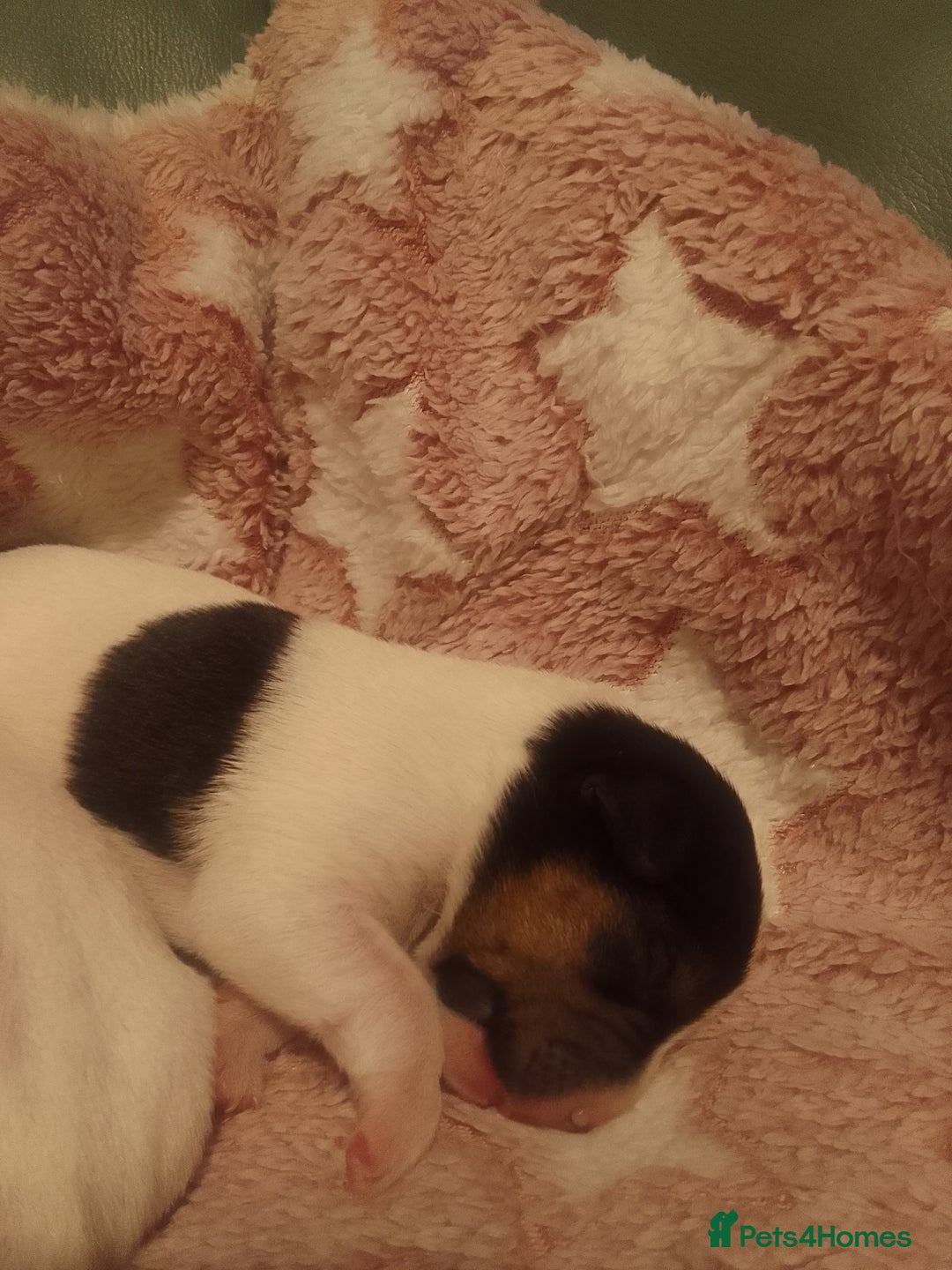 Jack Russell dogs for sale: Jack Russell 5 boy's - Advert 5