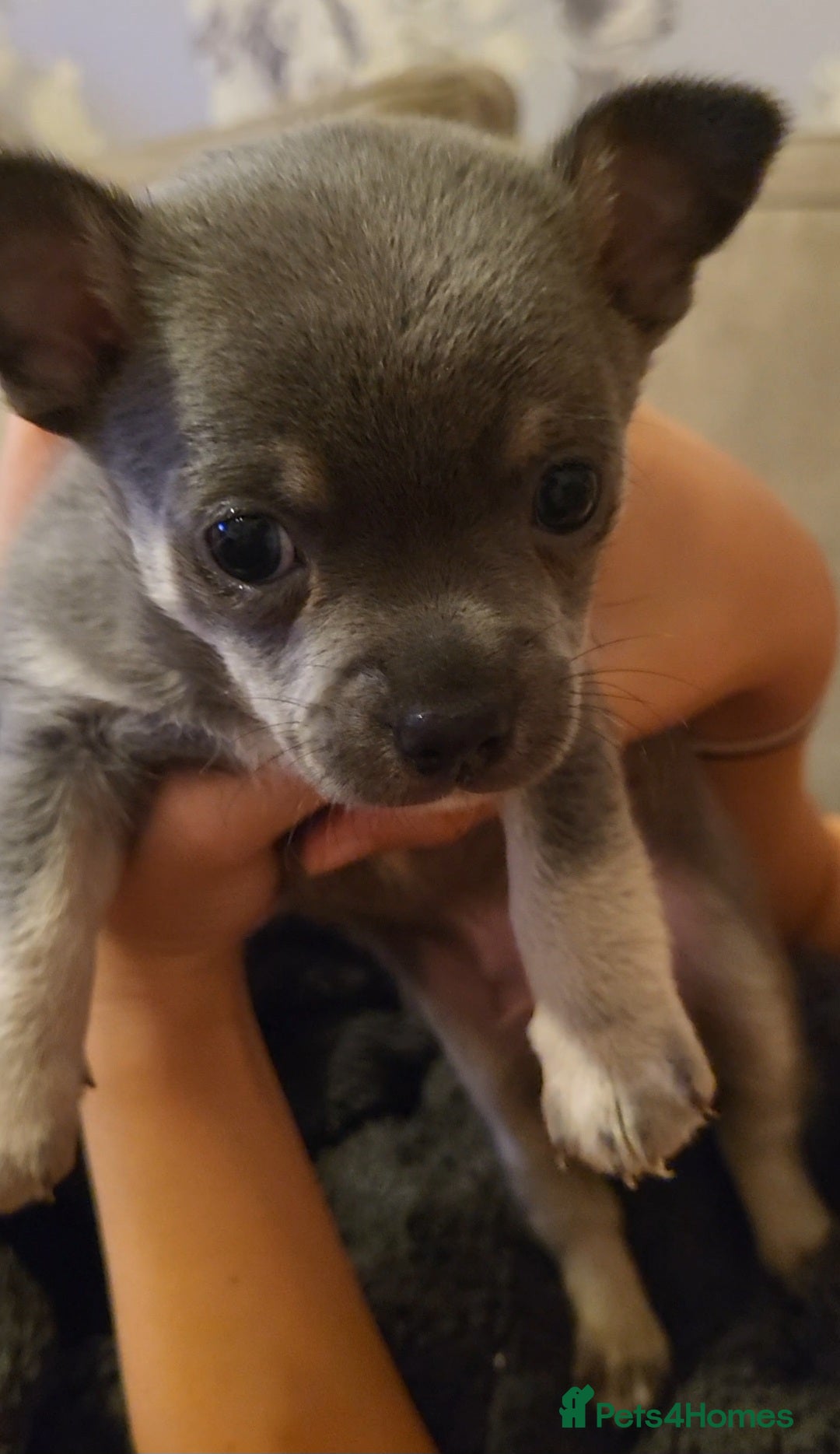 Chihuahua dogs for sale: Cheeky Little Chihuahua Pup  - Advert 5