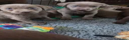 Labrador Retriever dogs for sale: Stunning Silver and Chocolate Labrador Puppies - Advert 16