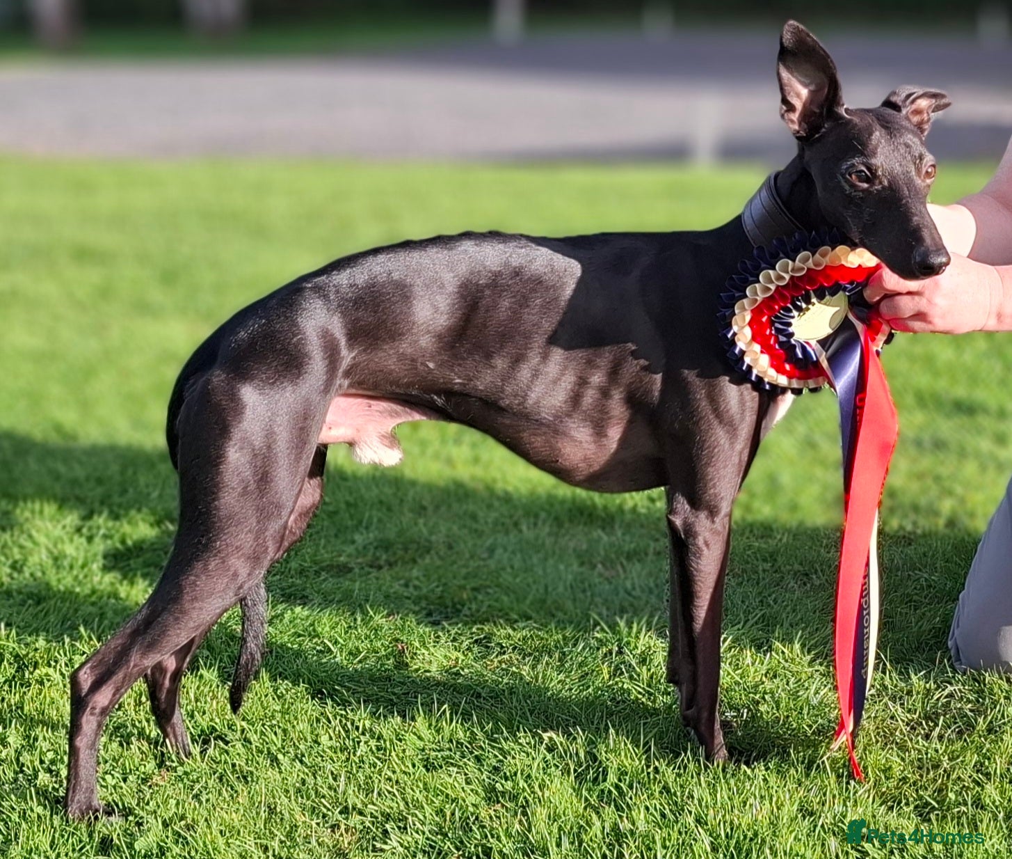 Whippet dogs Eidynrock Sangoma with Silkspun ,Sportingbred.X in Glasgow - Advert 2