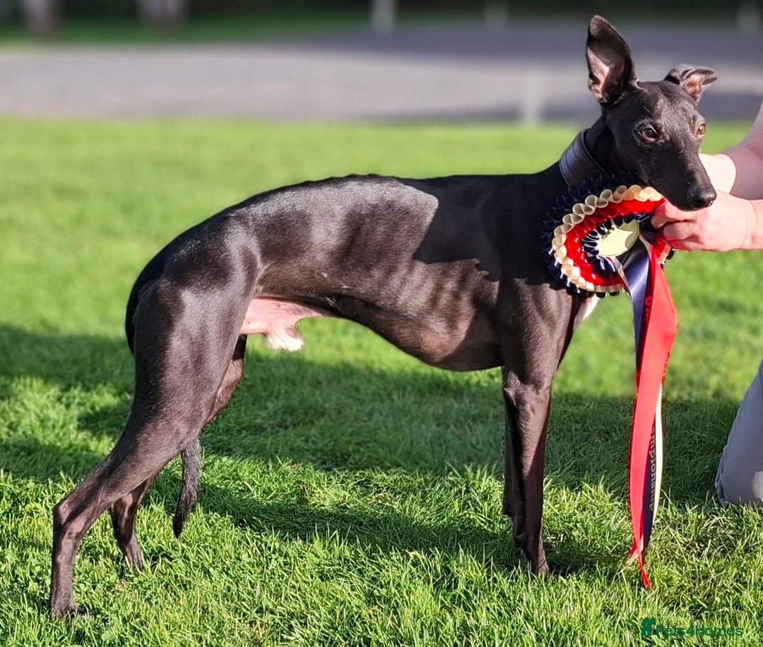 Whippet dogs for stud: Eidynrock Sangoma with Silkspun ,Sportingbred.X in Glasgow - Image 1