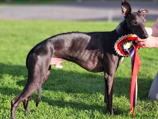 Whippet dogs in Glasgow - Advert 1