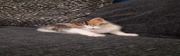 Mixed Breed cats for sale: Mixed bengal kittens - Advert 19
