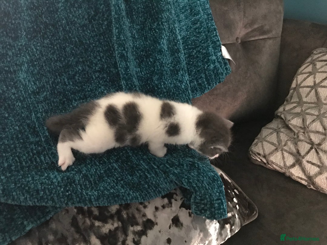 Mixed Breed cats for sale: Cheryl  - Image 2