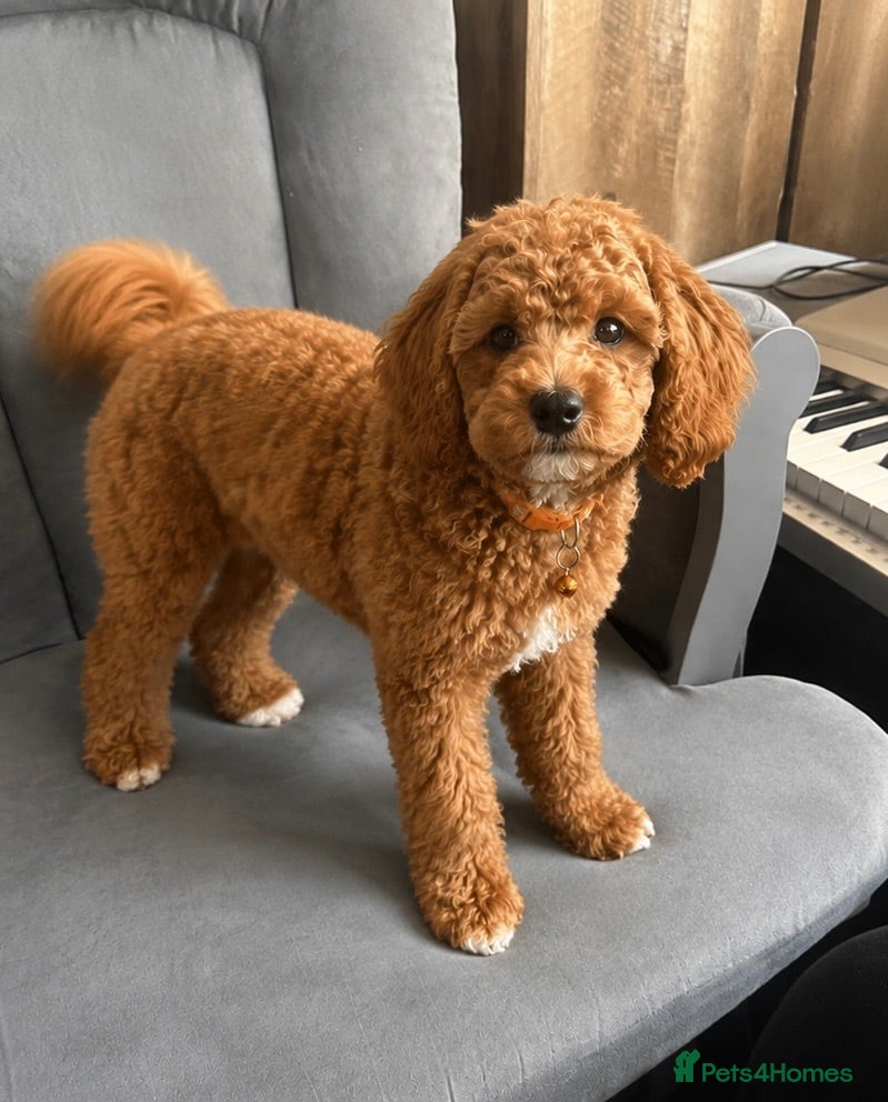 Cavapoo dogs Our Cavapoo Apricot  - Advert 2