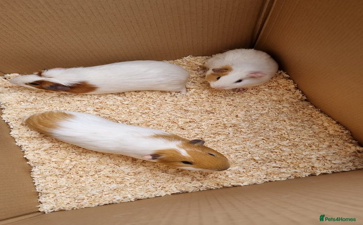 Guinea Pig rodents - Advert 3