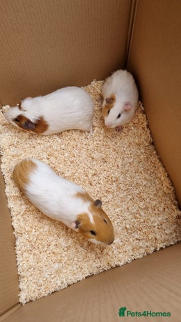 Guinea Pig rodents - Advert 2