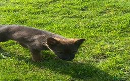 German Shepherd dogs for sale: German shepherd  - Image 6