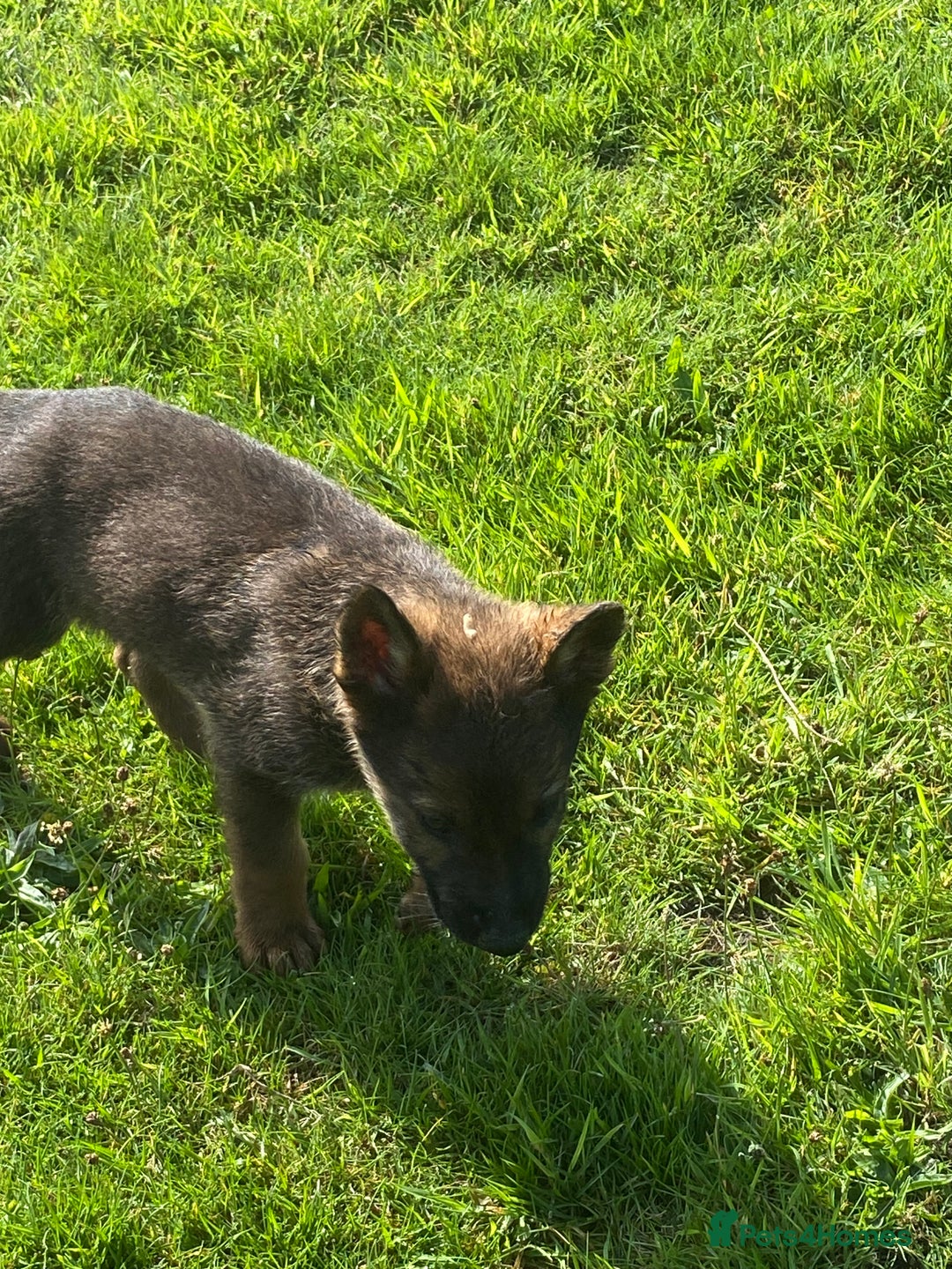 German Shepherd dogs for sale: German shepherd  - Image 6
