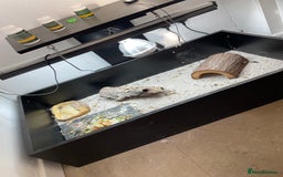 Tortoise reptiles for sale: Tortise - Advert 1