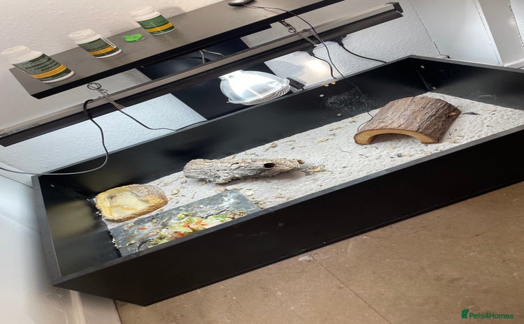 Tortoise reptiles Tortise - Advert 1