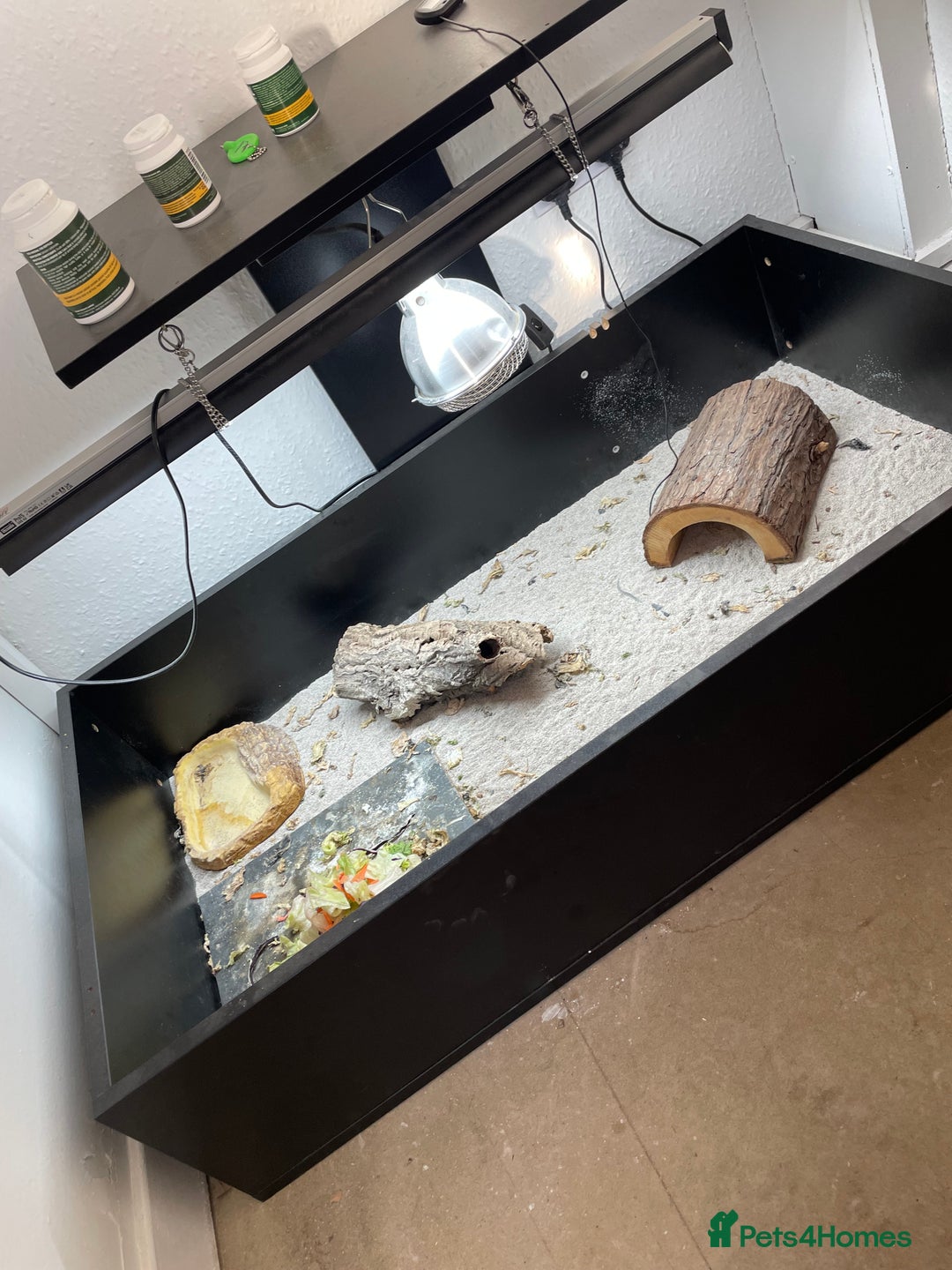 Tortoise reptiles for sale: Tortise - Advert 1