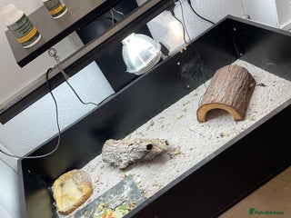 Tortoise reptiles Tortise - Advert 1