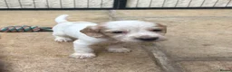 Cocker Spaniel dogs for sale: Beautiful litter of Working Cocker Spaniels - Advert 16