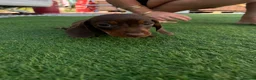 Dachshund dogs for sale: Miniature dachshunds microchipped  in Stoke-on-Trent - Advert 3
