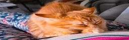 Himalayan cats for sale: Fluffy Doll-Face Persian & Himalayan Mix Kittens - Advert 3