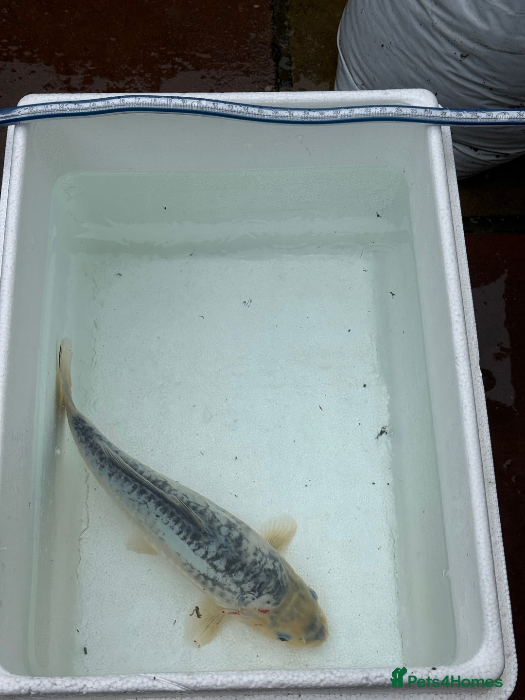 Koi Carp fish for sale: 3 Koi Carps with Blagdon Affinity Corner Grand - Advert 5