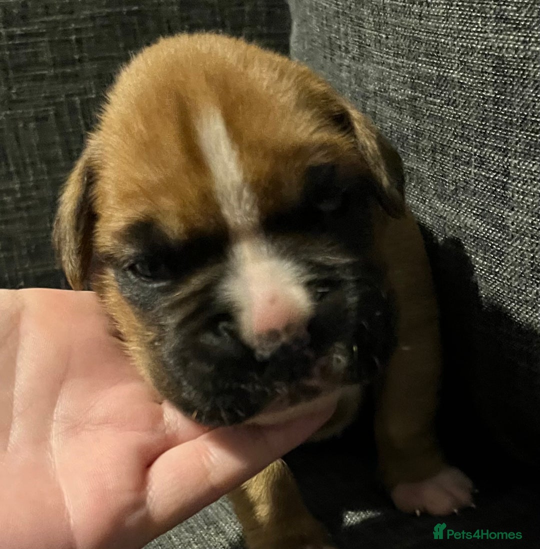 Boxer dogs for sale: Beautiful bob/tailed litter pure boxers  - Advert 20