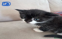 British Shorthair cats for sale: Beautiful kittens as family pets! 💜 - Image 3
