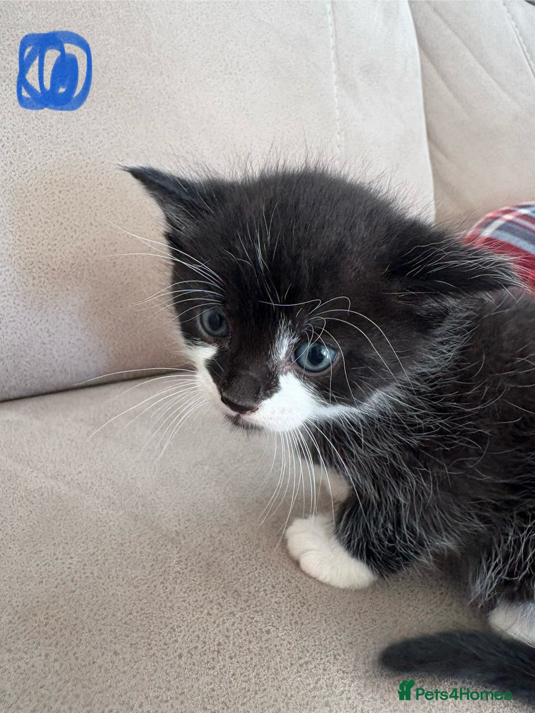 British Shorthair cats for sale: Beautiful kittens as family pets! 💜 - Image 3