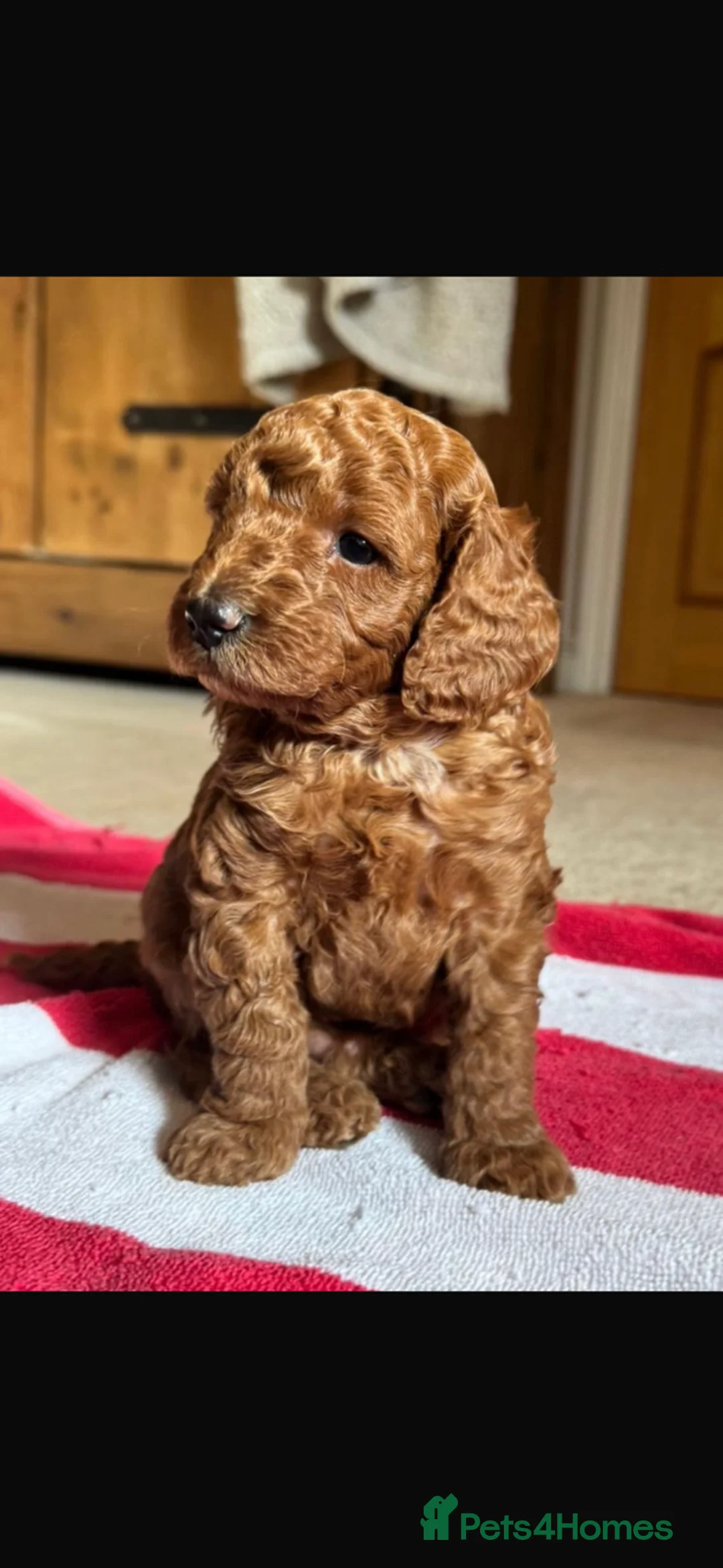 Miniature Poodle dogs for sale: Exceptional deep red mini poodles - Advert 4