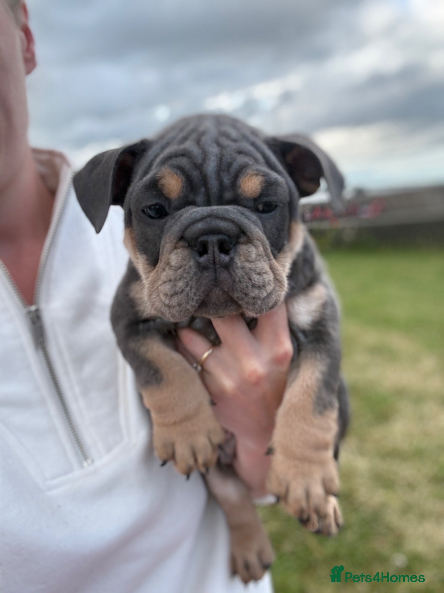 English Bulldog dogs KC English bulldog puppies  - Advert 16