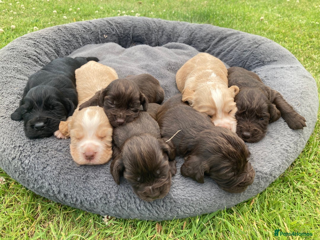 Cocker Spaniel dogs for sale: Cocker Spaniel Puppies - Image 4