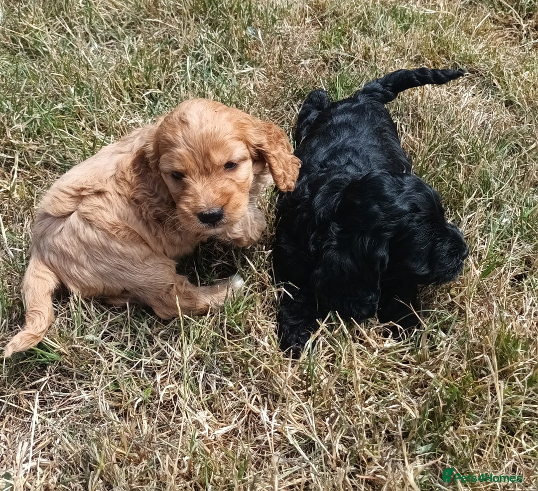 Cockapoo dogs for sale: Adorable Cockalier-a-Poo Puppies – Ready Soon! - Image 1