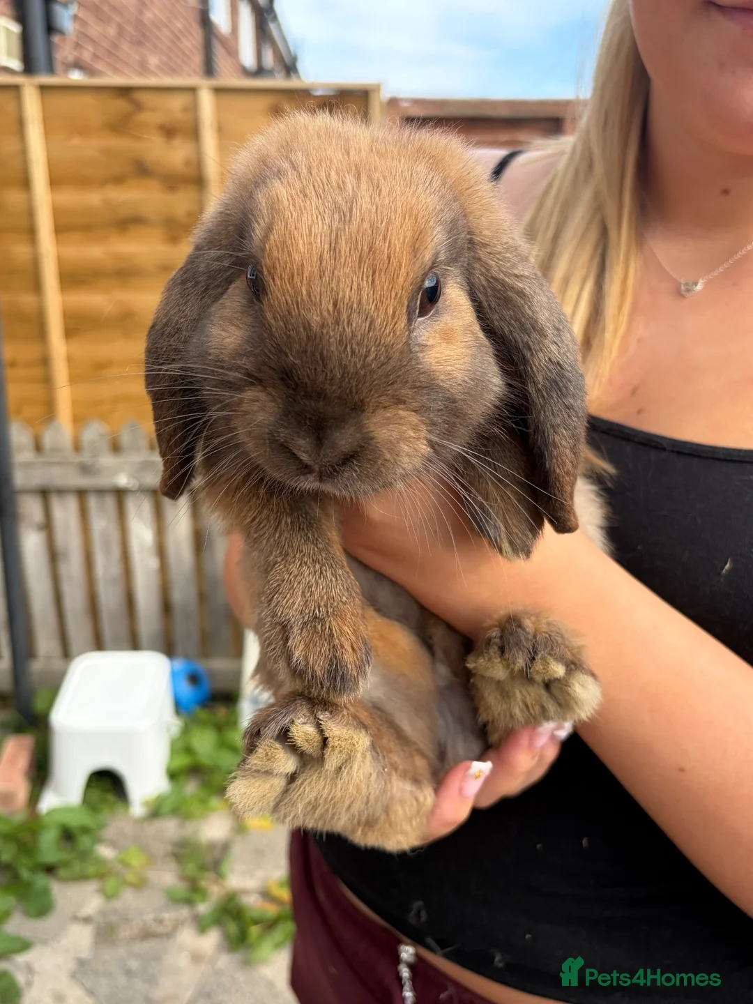 Mini Lop rabbits for sale: Mini lop for sale!! in Jarrow - Advert 2