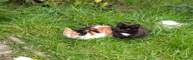 Mixed Breed 4