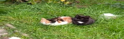 Mixed Breed cats for sale: Kittens  in Birmingham - Advert 2