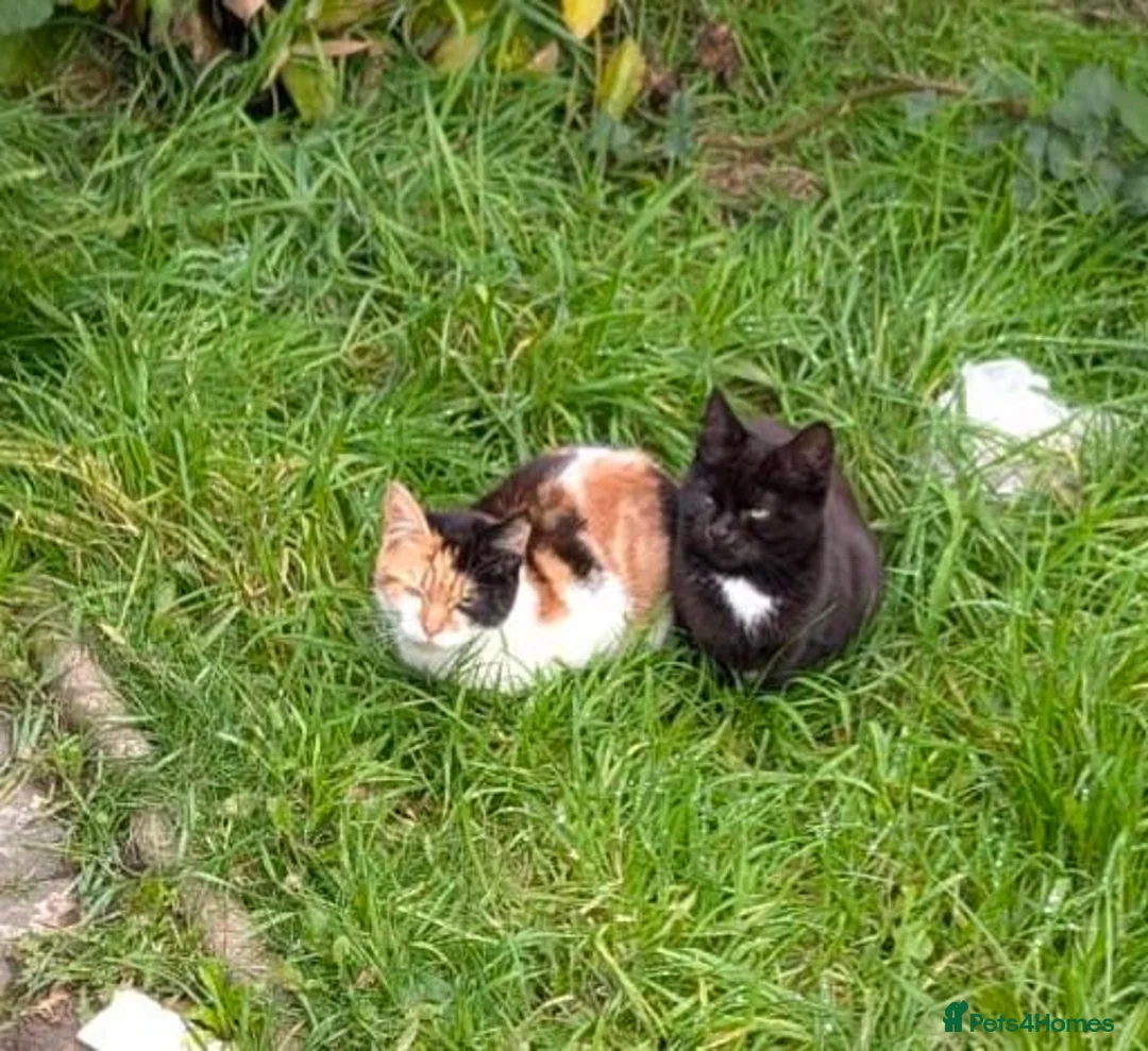 Mixed Breed cats for sale: Kittens  in Birmingham - Advert 2