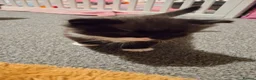 Mixed Breed cats for sale: Maine coon cross kittens in Montrose - Advert 9