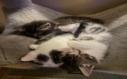 Domestic Shorthair cats for sale: 4 gorgeous kittens for sale - Image 7