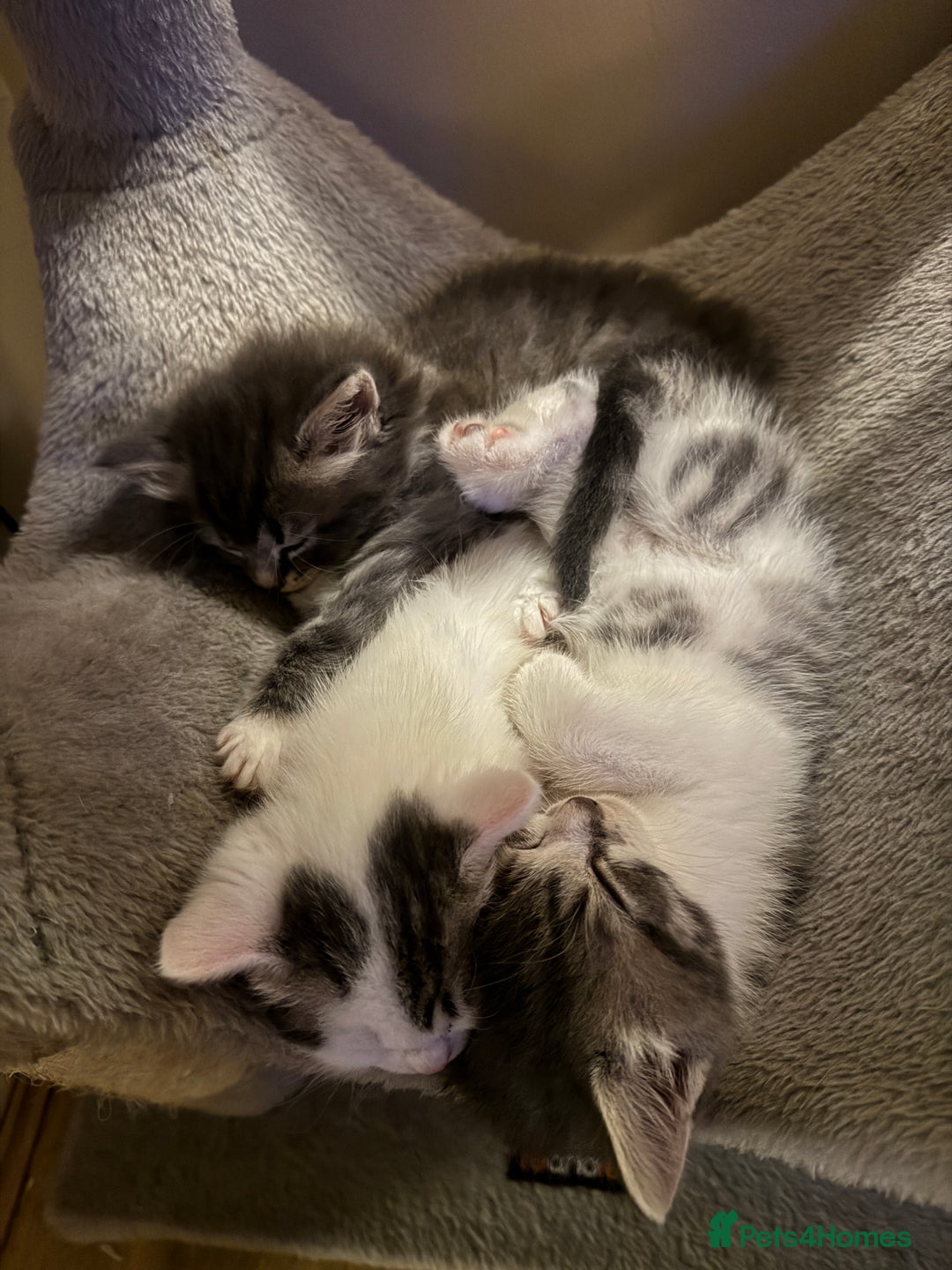 Domestic Shorthair cats for sale: 4 gorgeous kittens for sale - Image 7