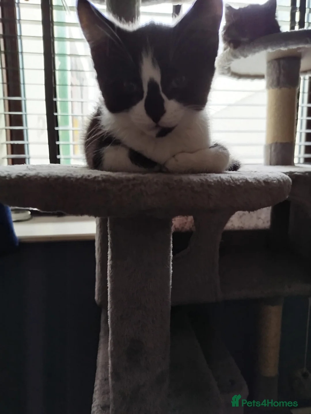 Mixed Breed cats for sale: 5 kittens for sale - Advert 4