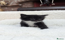 European cats for sale: 5 European shorthair kittens  - Image 25
