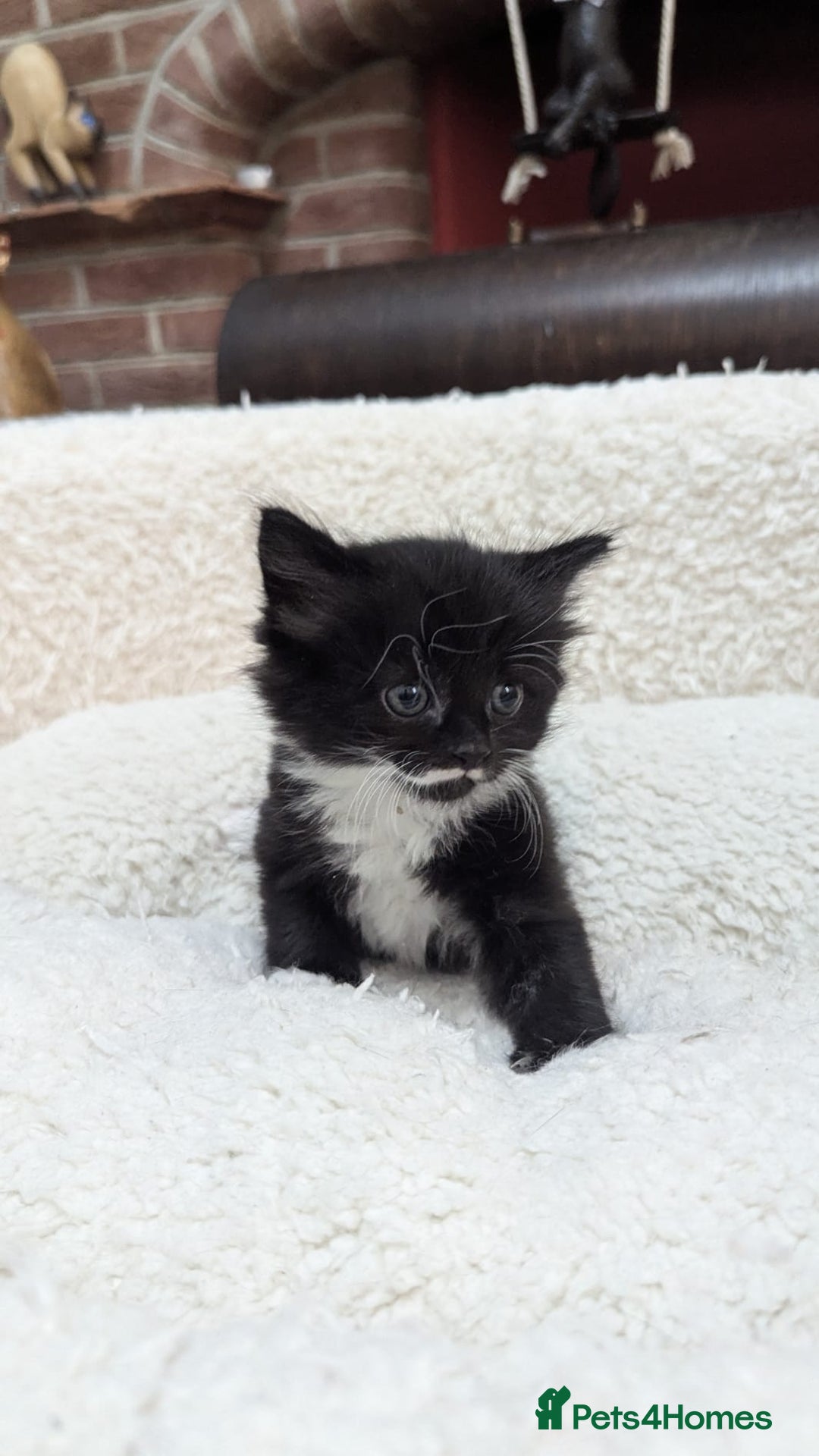 European cats for sale: 5 European shorthair kittens  - Image 25