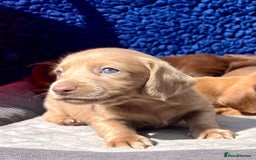 Miniature Dachshund dogs for sale: LH/SH MINI DAXIS RAINBOW COLOURS PRA KC REG - Image 7