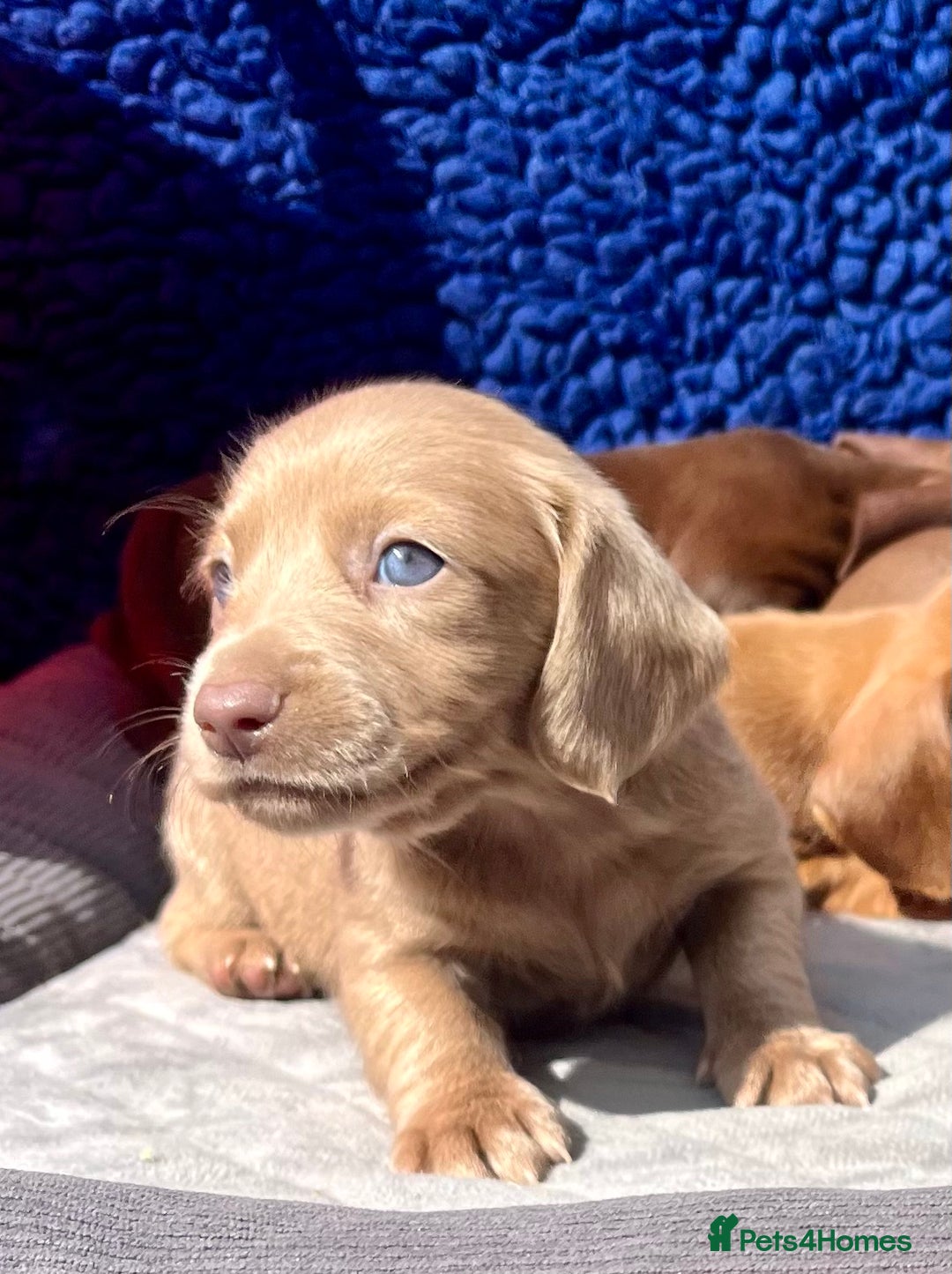 Miniature Dachshund dogs for sale: LH/SH MINI DAXIS RAINBOW COLOURS PRA KC REG - Image 7