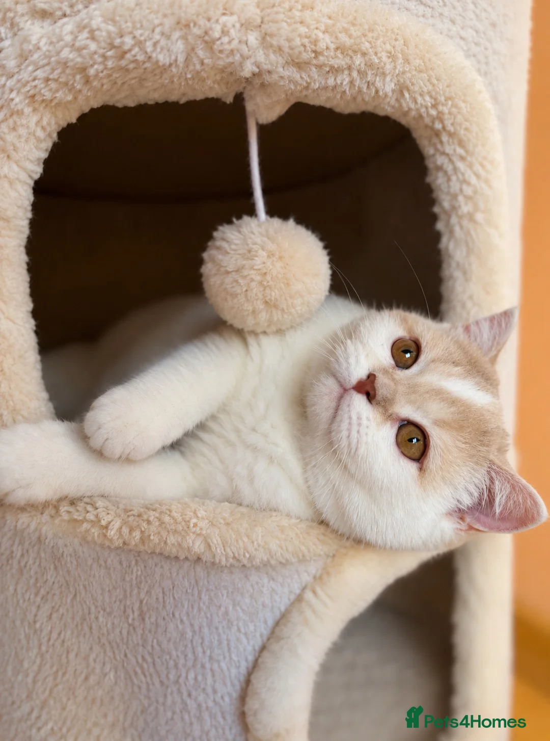 Scottish Fold cats for sale: Adorable Scottish Fold Girls - Advert 4
