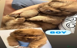 Chow Chow dogs for sale: Stunning CHOW CHOW rare colours 🌪️🍫 KC ✅ 🏆🩸  - Image 18