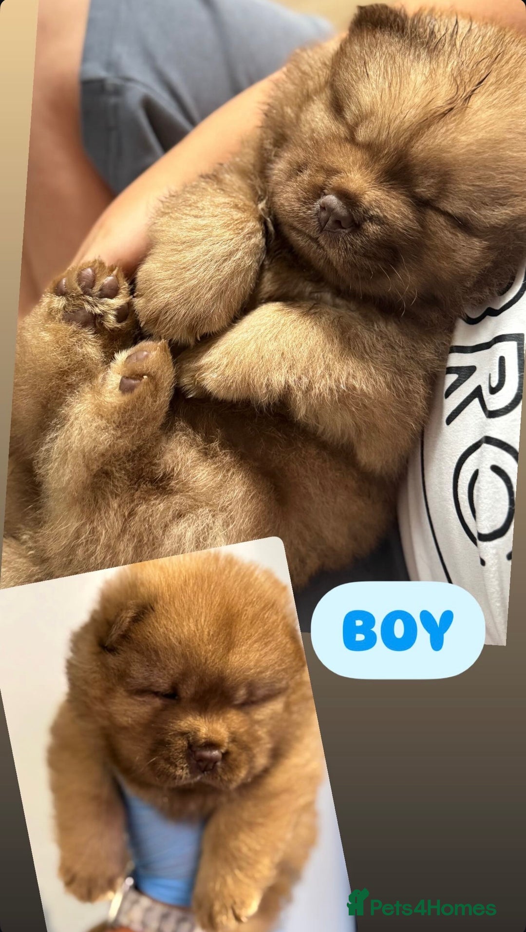 Chow Chow dogs for sale: Stunning CHOW CHOW rare colours 🌪️🍫 KC ✅ 🏆🩸  - Image 18