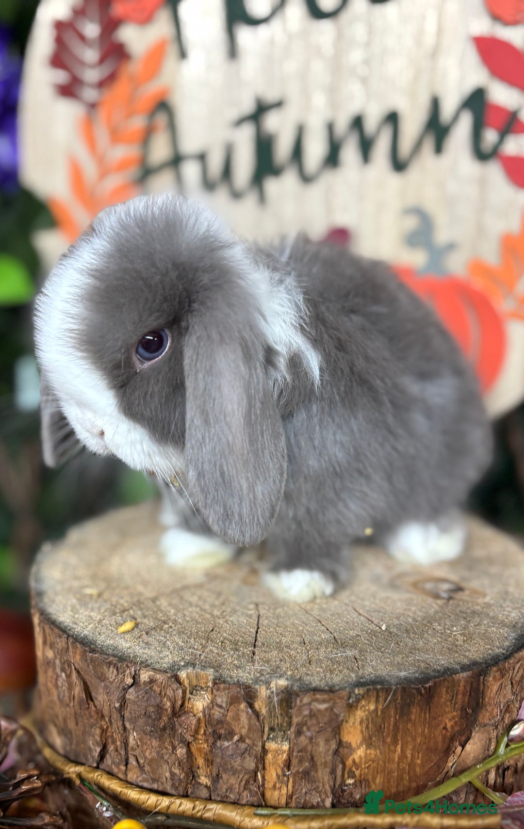 Mini Lop rabbits for sale: 🌟PURE BRED PEDIGREE MINI LOPS🌟 - Image 10