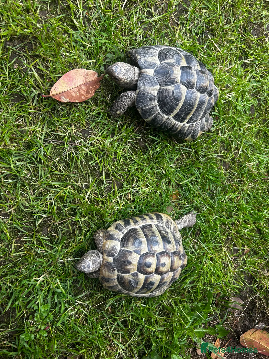 Hermann Tortoise reptiles for sale: Hermann’s Tortoises  in Wimborne - Advert 1